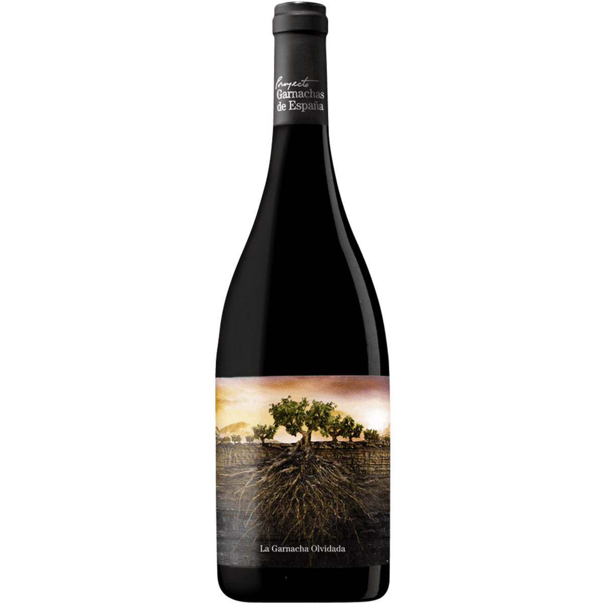 Proyecto Garnachas La Garnacha Olvidada de Aragón
